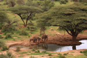 Elephants-at-waterhole