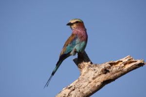 Il-Ngwesi-Lilac-Breasted-Roller